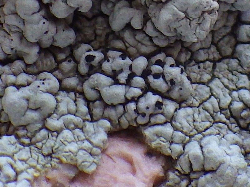 Buelliella Lichen