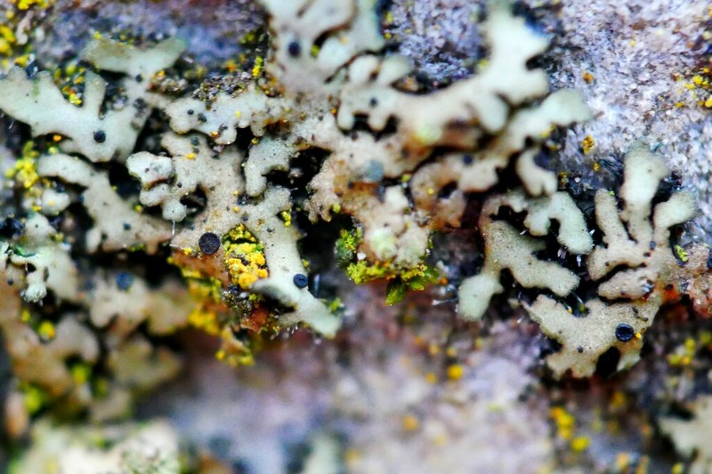 Buelliella physciicola