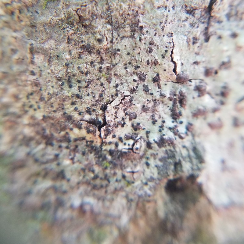 Trypethel's Buelliella Lichen photo 2