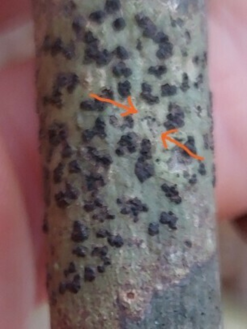 Trypethel's Buelliella Lichen photo 3