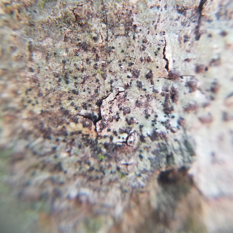 Trypethel's Buelliella Lichen photo 4