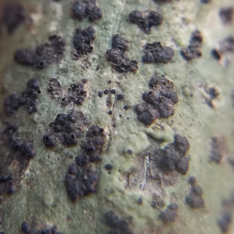 Trypethel's Buelliella Lichen photo 5