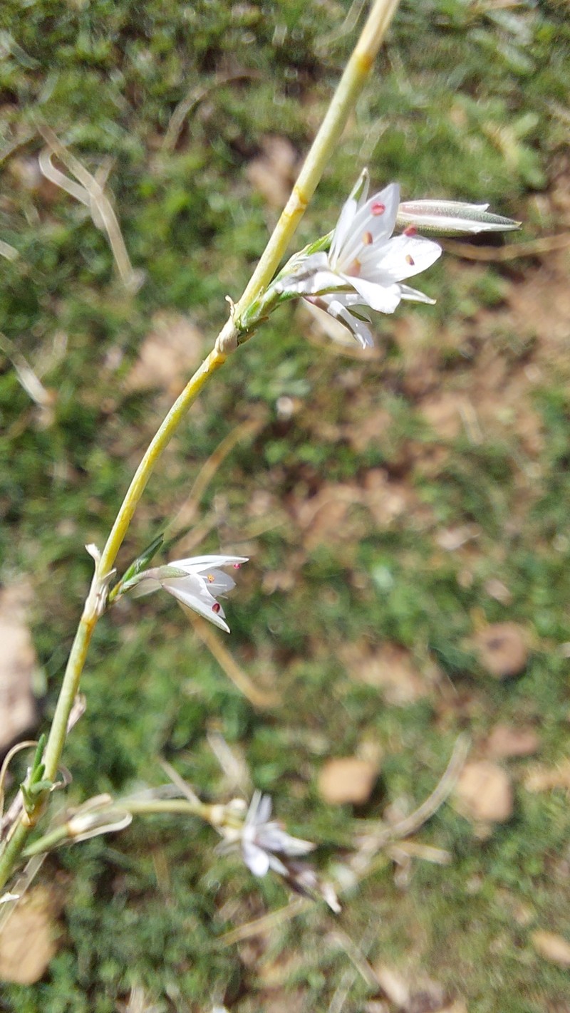 Bufonia duvaljouvei subsp. duvaljouvei