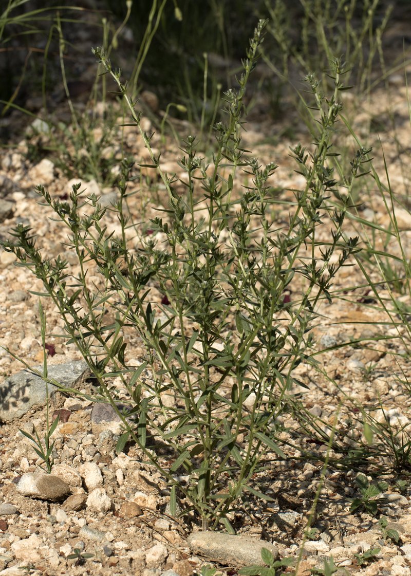 Corn Gromwell photo 2