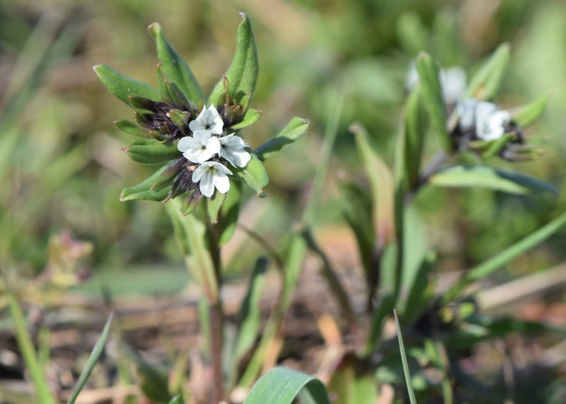 Corn Gromwell photo 3