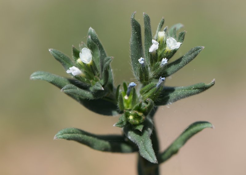 Corn Gromwell photo 4