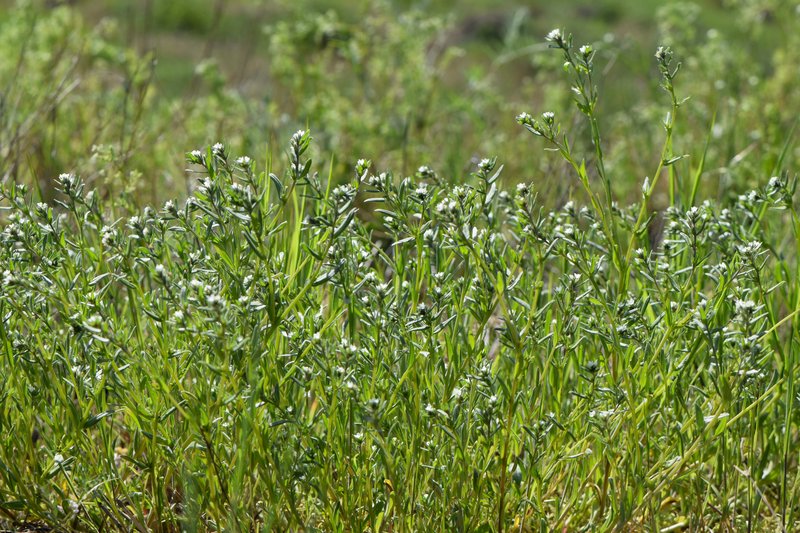 Corn Gromwell photo 5