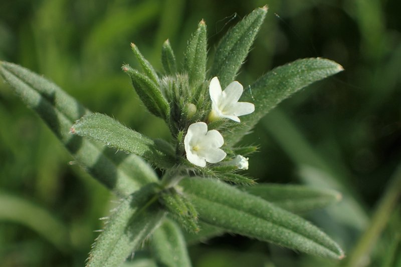 Corn Gromwell photo 6