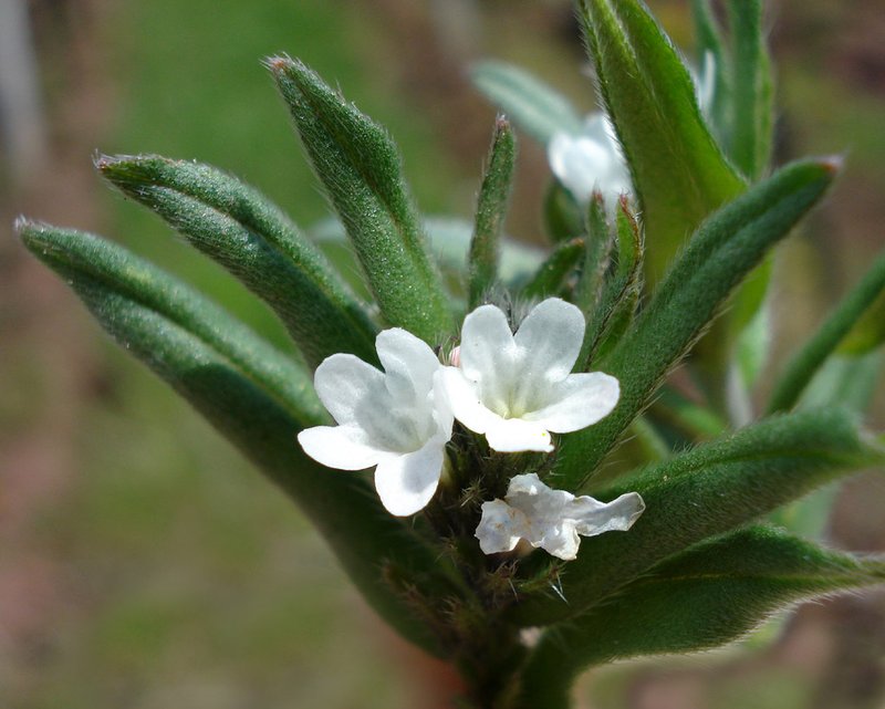 Corn Gromwell