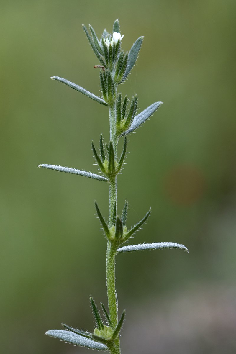 Corn Gromwell photo 7