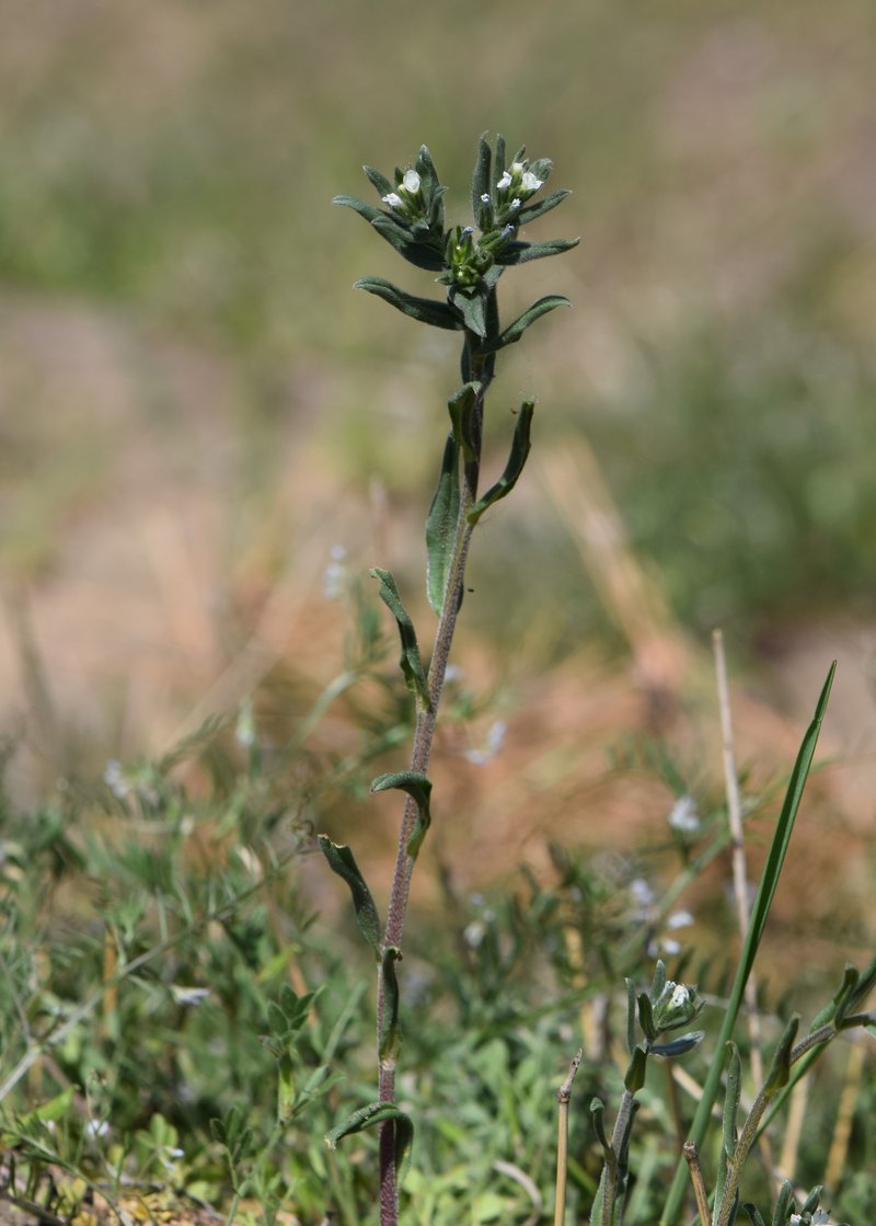 Corn Gromwell photo 8