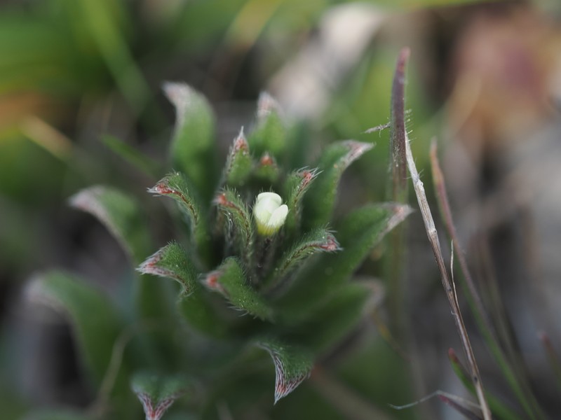 Buglossoides arvensis subsp. arvensis