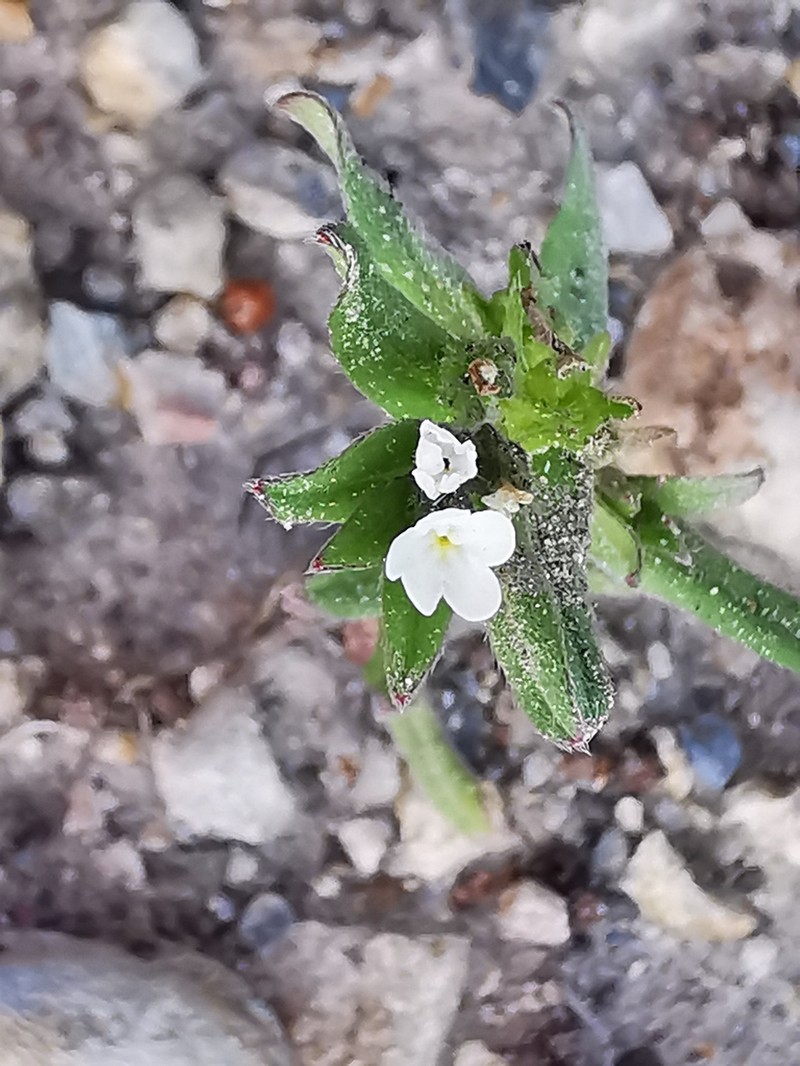 Buglossoides arvensis subsp. arvensis photo 2