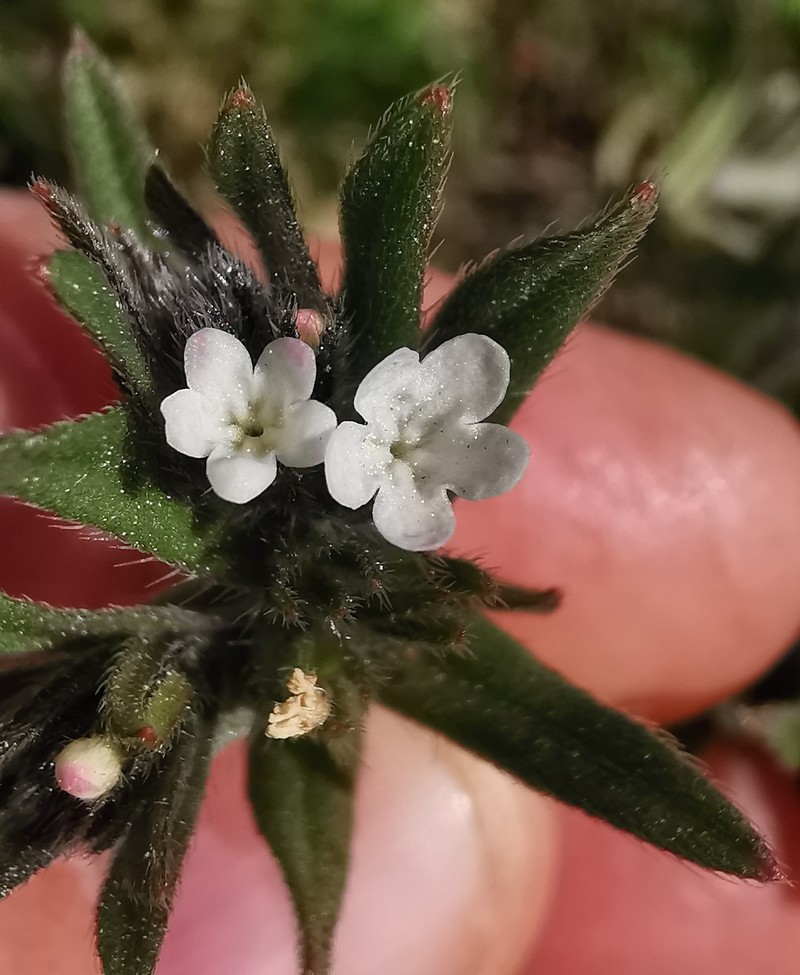 Buglossoides arvensis subsp. arvensis photo 3