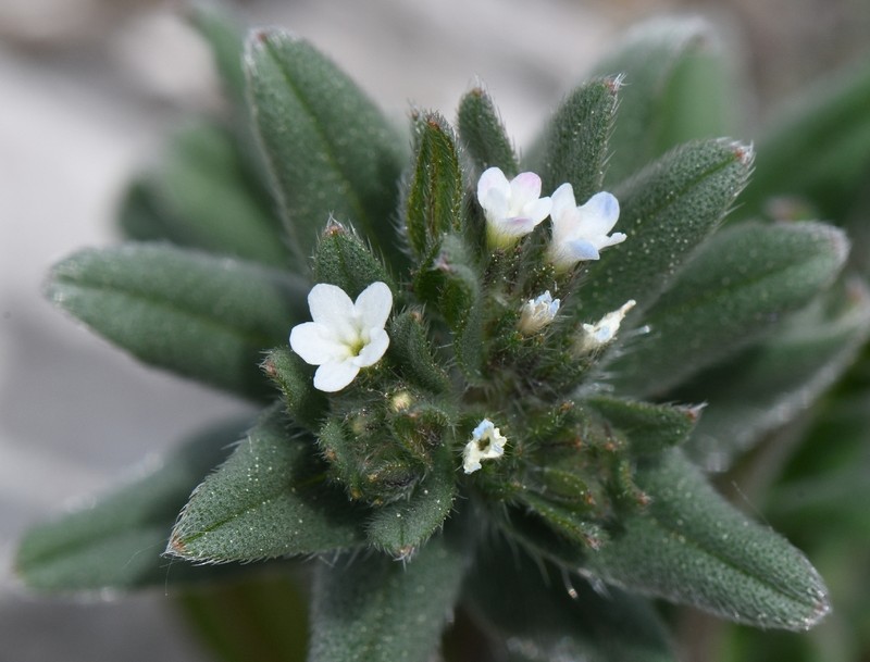 Buglossoides arvensis subsp. arvensis photo 4