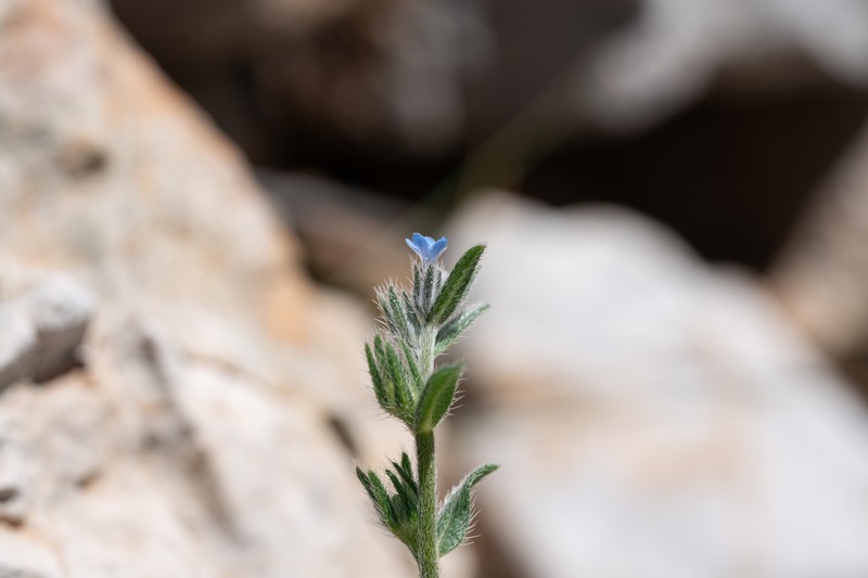 Buglossoides incrassata subsp. incrassata