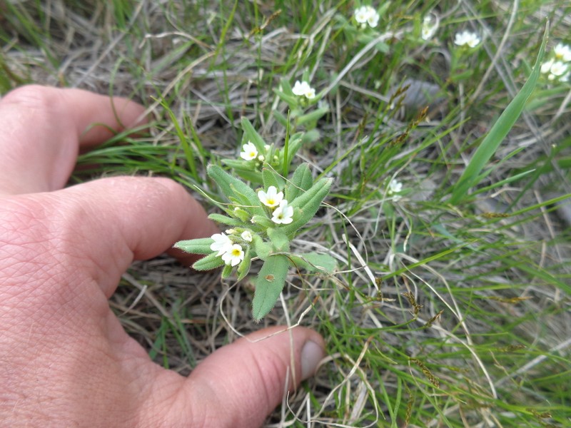 Buglossoides rochelii