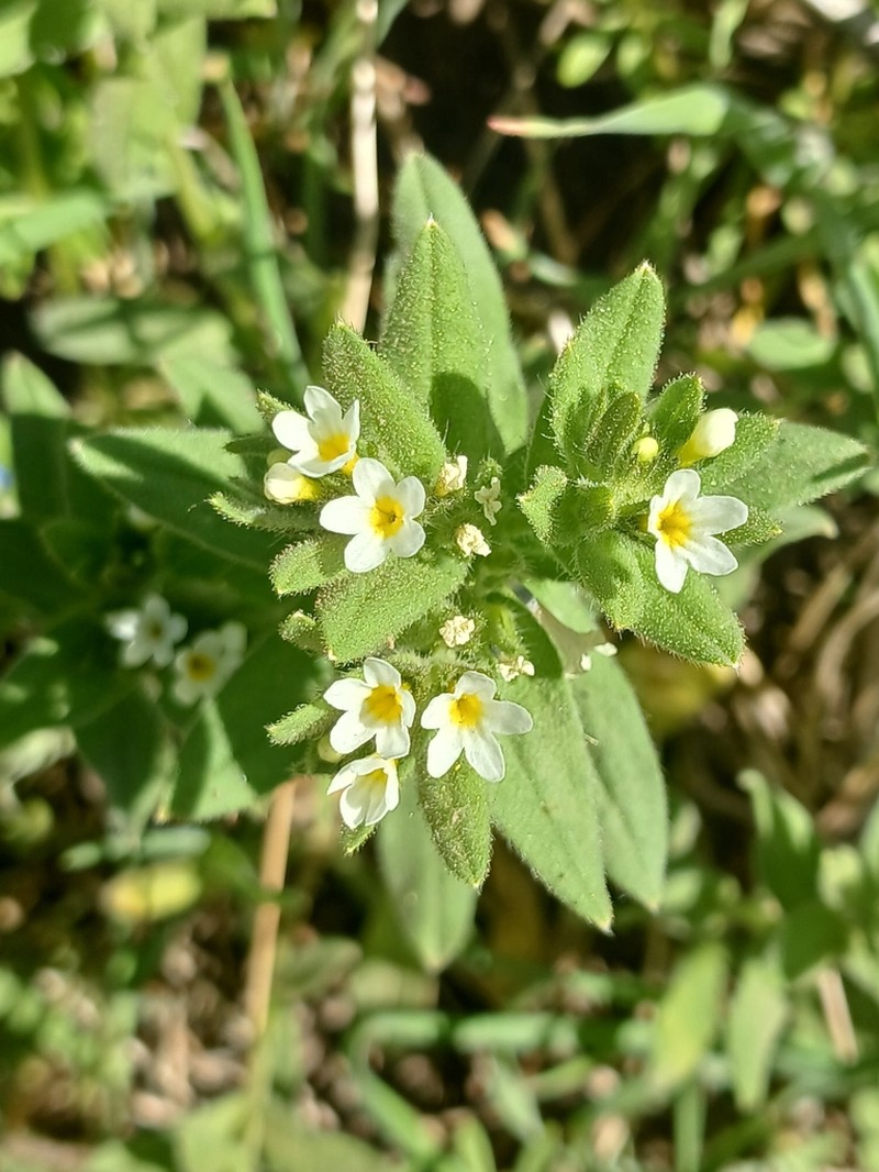 Buglossoides rochelii photo 2