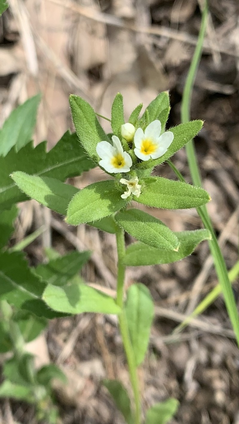 Buglossoides rochelii photo 3