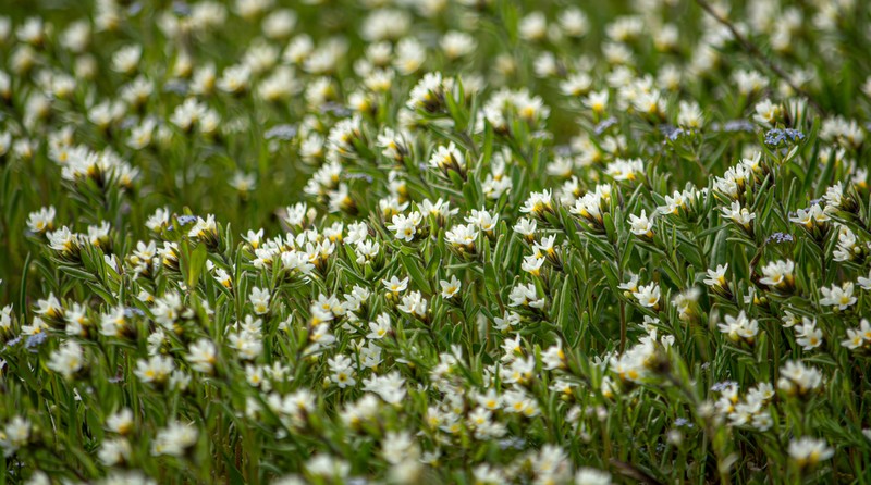Buglossoides rochelii photo 4