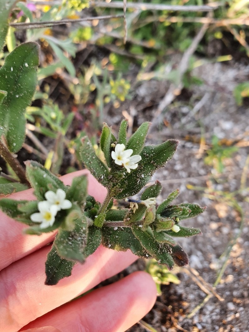 Buglossoides rochelii photo 5