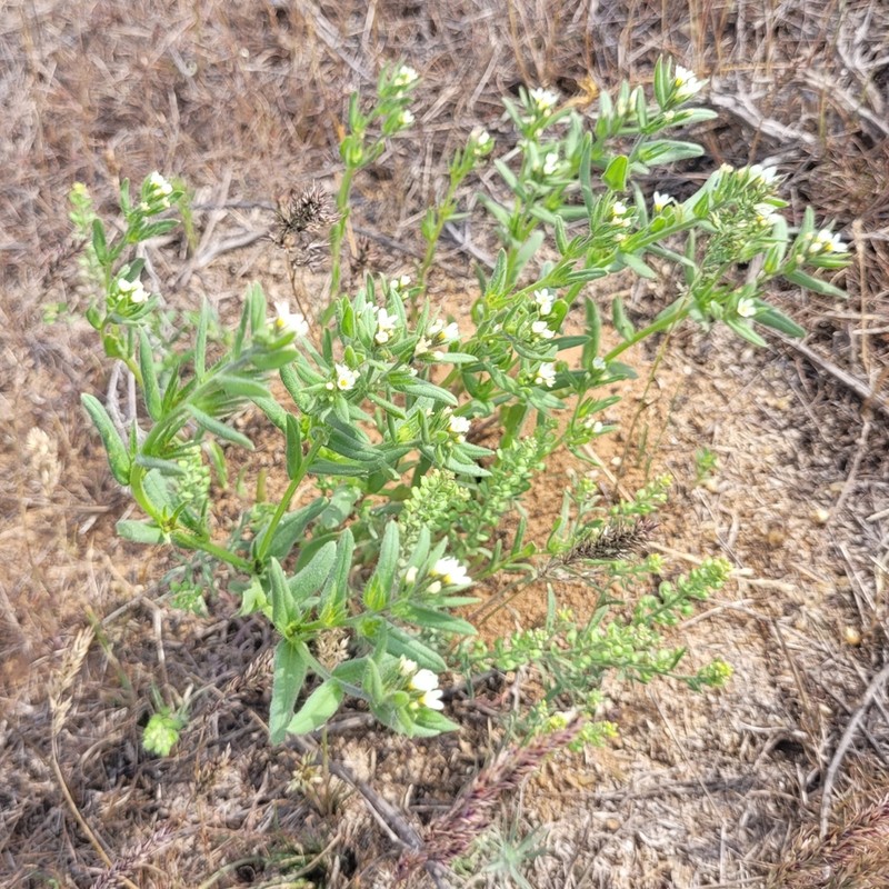 Buglossoides rochelii photo 6