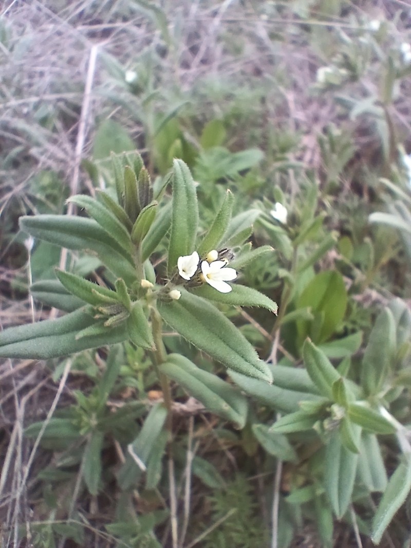 Buglossoides rochelii photo 7