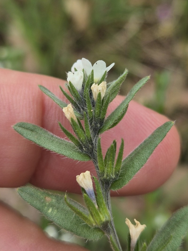 Buglossoides rochelii photo 8
