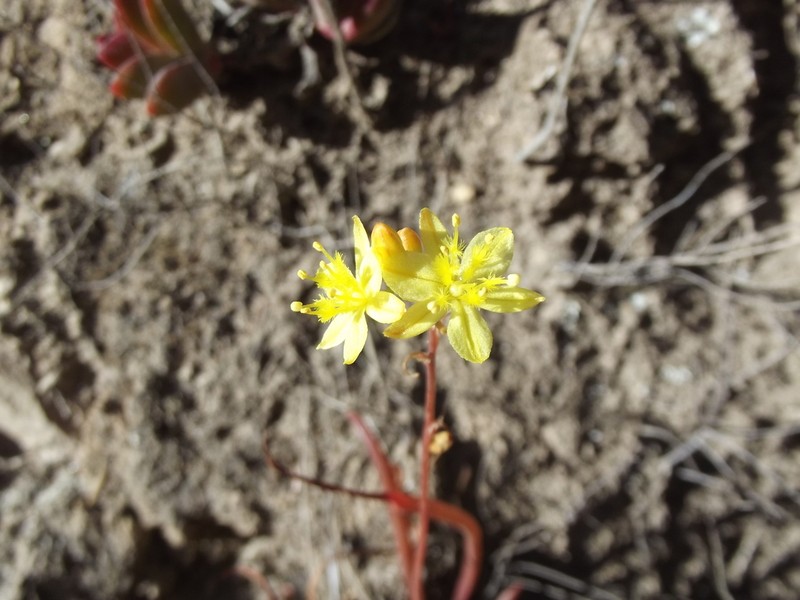 Bulbine audreyae