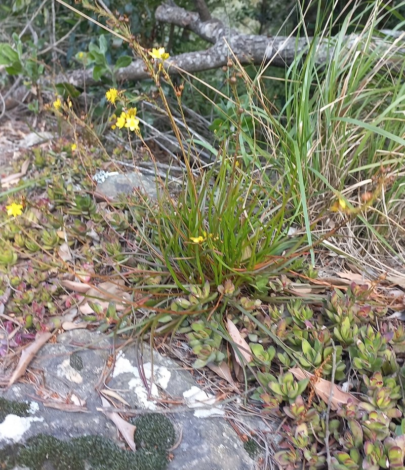 Bulbine audreyae photo 2