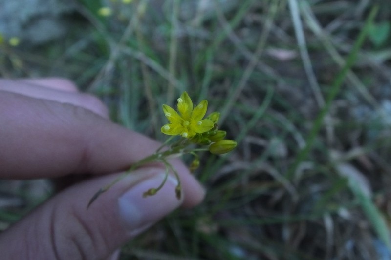 Bulbine audreyae photo 3