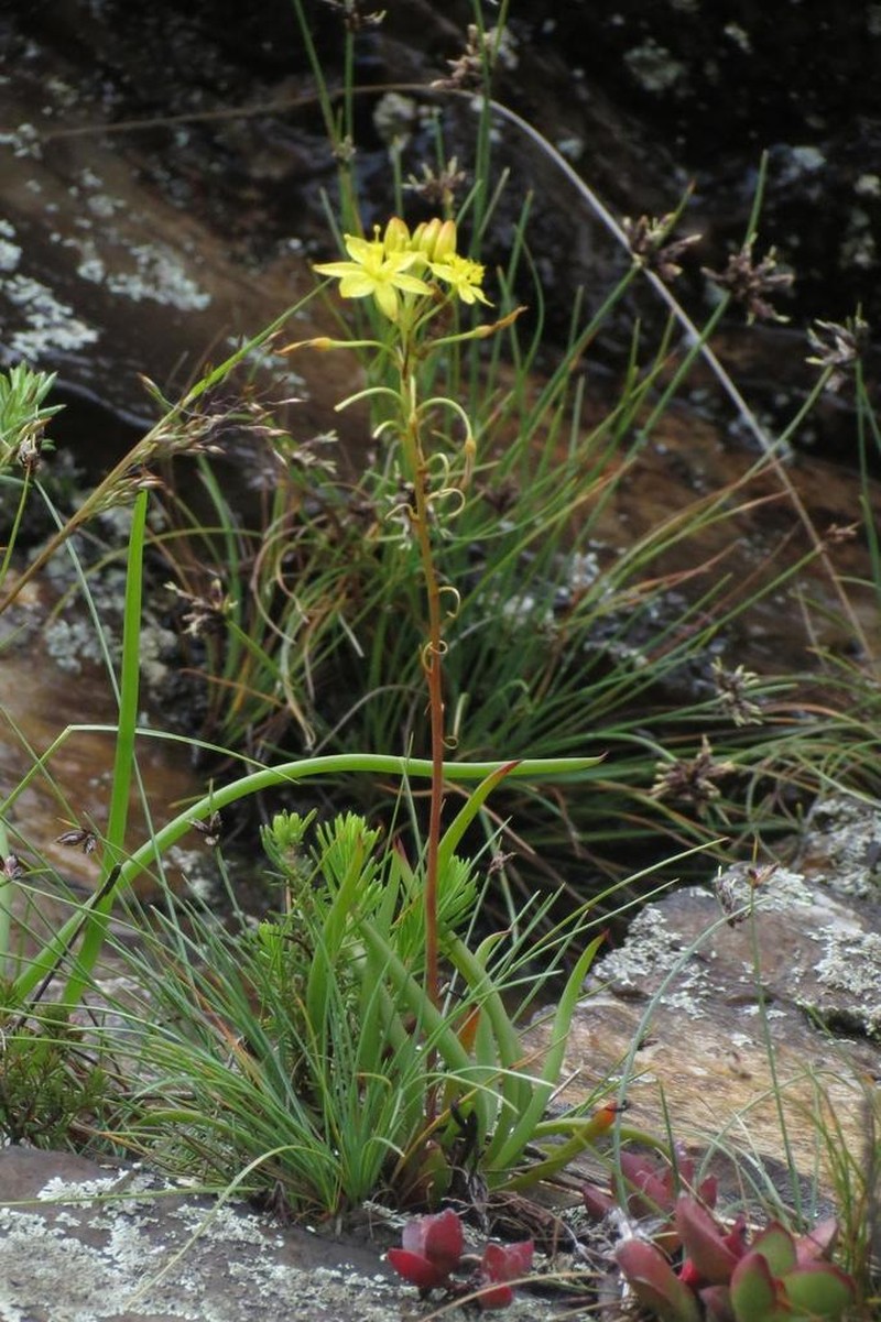 Bulbine audreyae photo 4