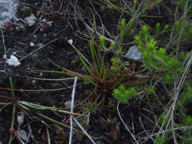 Bulbine audreyae photo 5