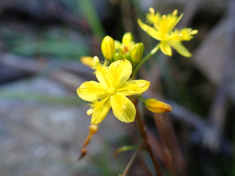 Bulbine audreyae photo 6