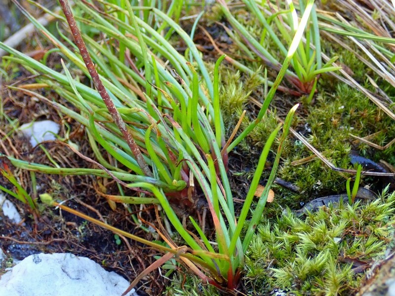 Bulbine audreyae photo 7