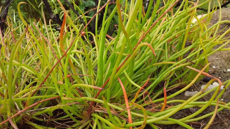 Bulbine audreyae photo 8