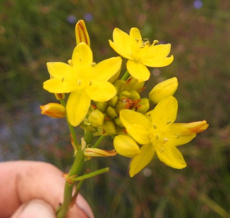Bulbine decastroi