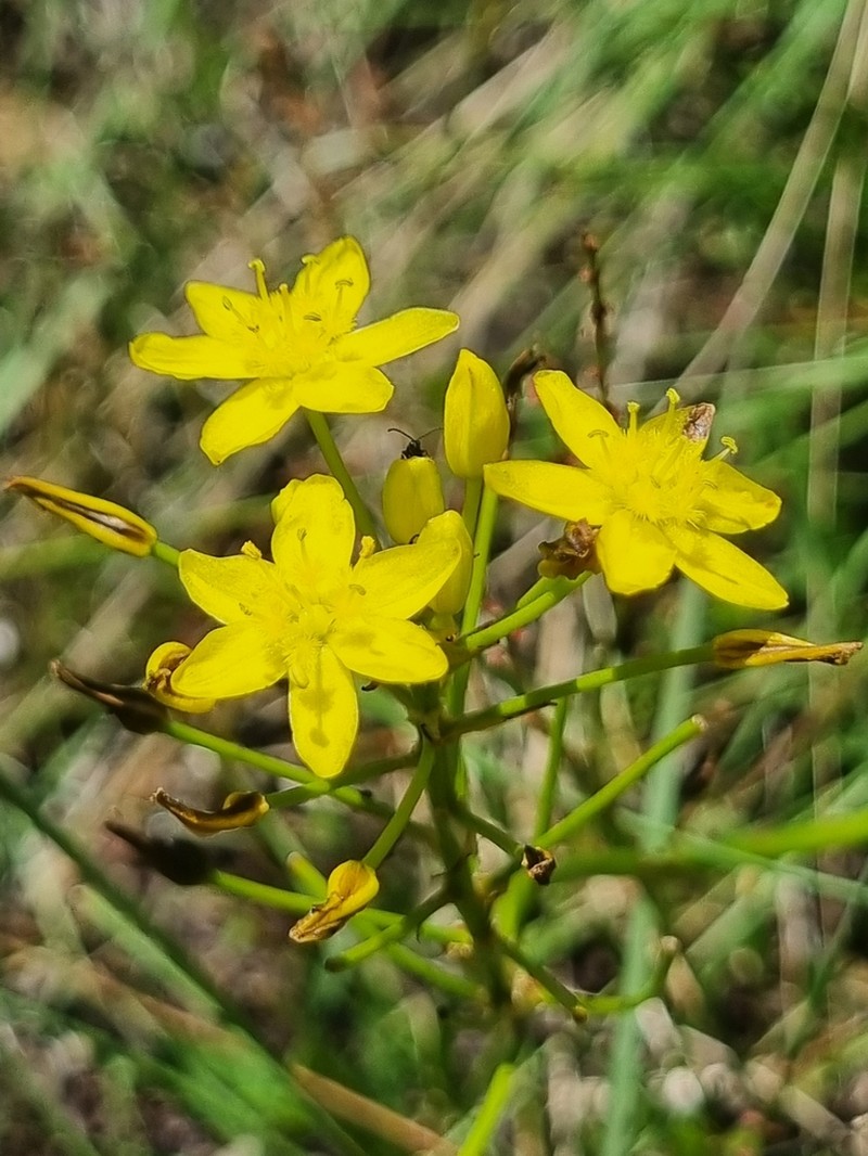 Bulbine decastroi photo 2