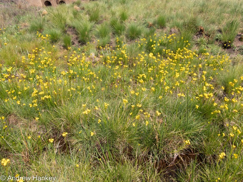 Bulbine decastroi photo 3