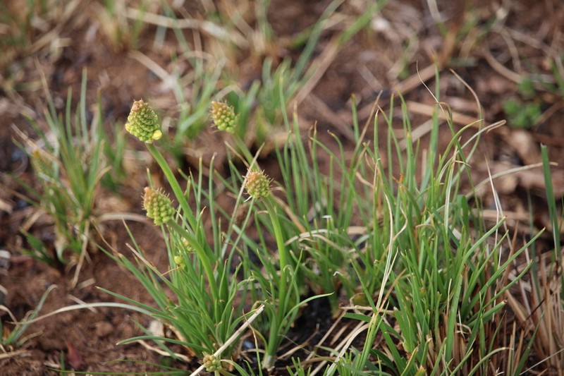 Bulbine decastroi photo 4