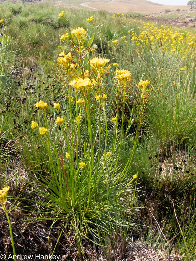 Bulbine decastroi photo 5