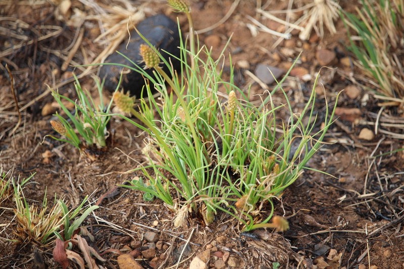 Bulbine decastroi photo 6