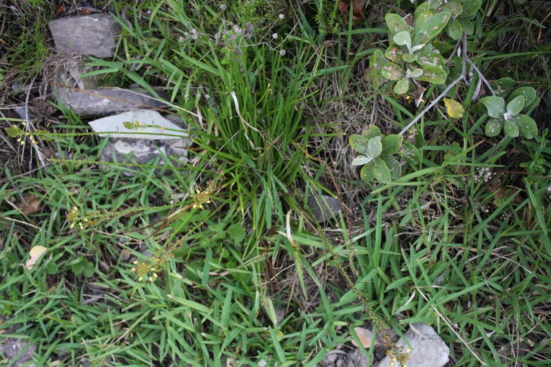 Bulbine decumbens