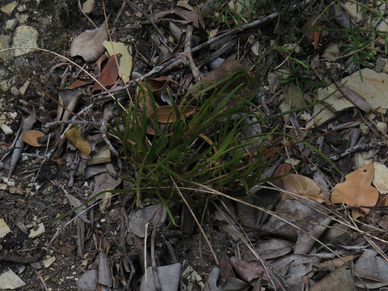 Bulbine decumbens photo 2