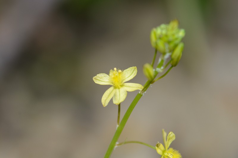Bulbine decumbens photo 3