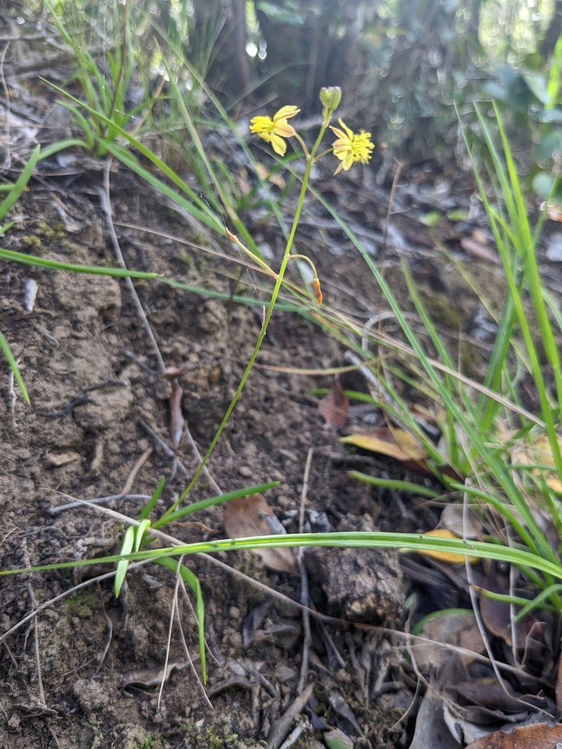 Bulbine decumbens photo 4