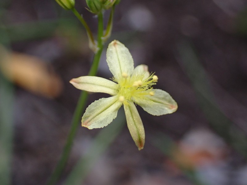 Bulbine decumbens photo 5