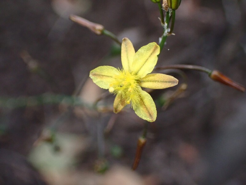 Bulbine decumbens photo 6