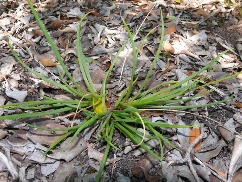 Bulbine decumbens photo 7