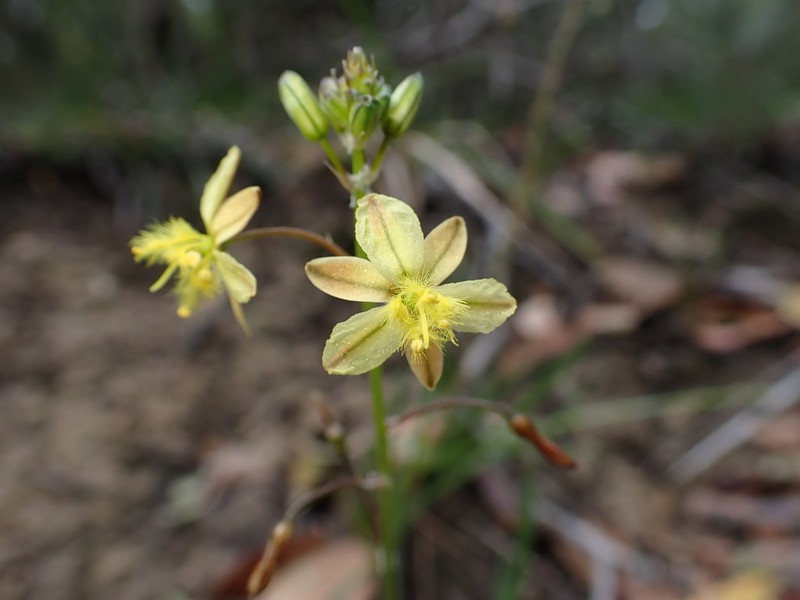 Bulbine decumbens photo 8